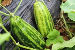 娱乐吃瓜什么意思,吃瓜群众如何成为幕后推手