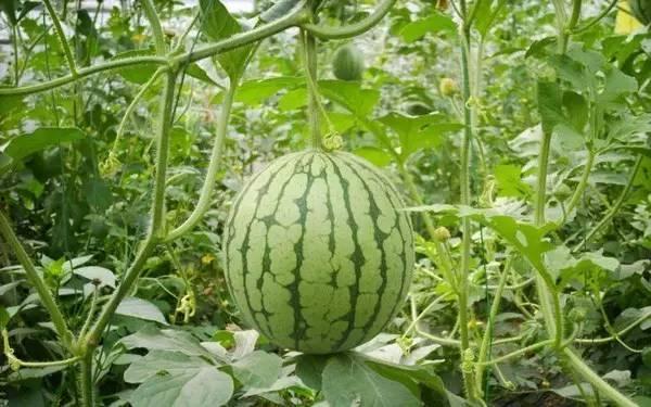 吃瓜娱乐园,娱乐圈幕后故事大公开